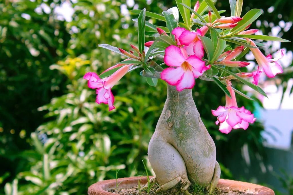 Rosa-do-Deserto-Como-Cuidar-e-Manter-a-Planta-Saudavel